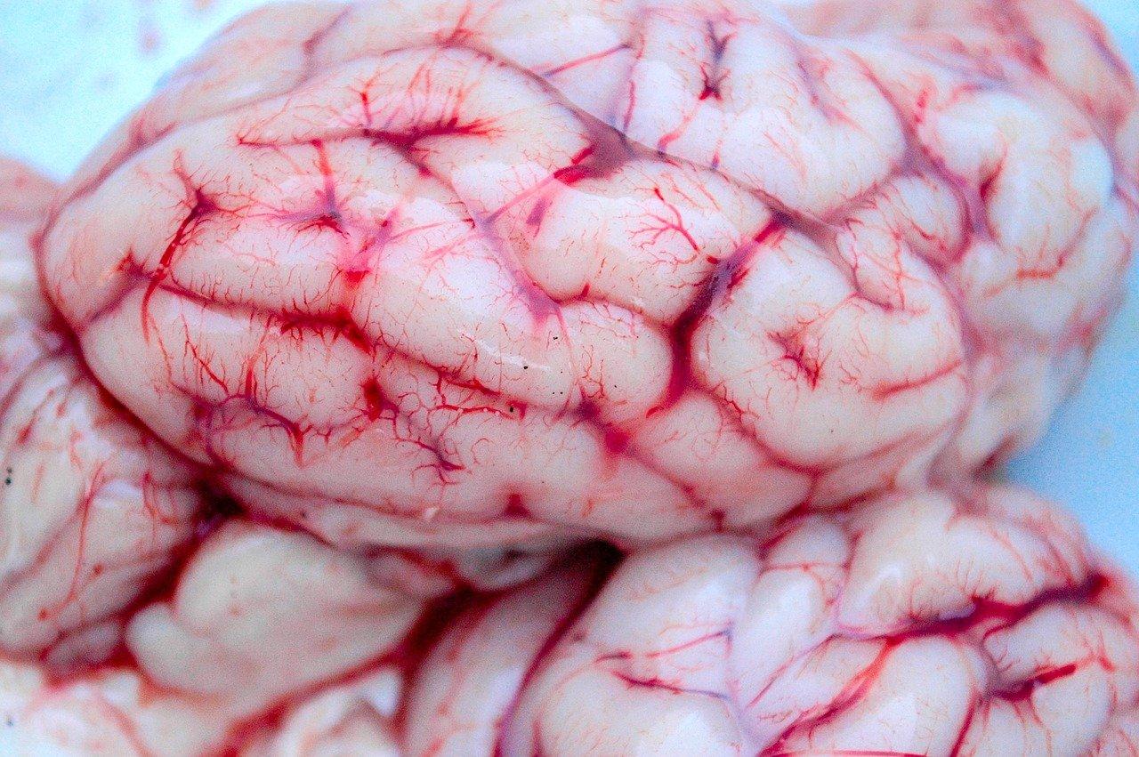 Quelle est l’influence du cannabis sur le cerveau ?