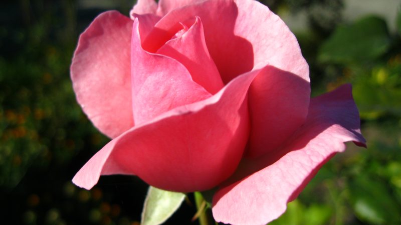 Les petits détails qui font toute la différence en séduction