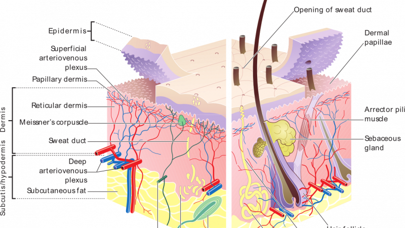 La nutrition et son impact sur la beauté de la peau
