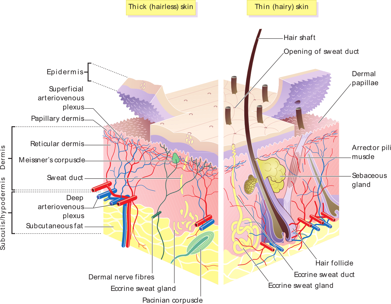 La nutrition et son impact sur la beauté de la peau